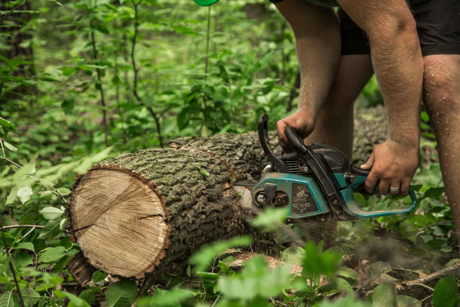 Best Residential Tree Removal  in Pevely, MO